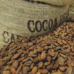 Il cacao sconfigge la tosse - - BioNotizie.com