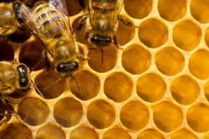 api-allesterno-dellarnia