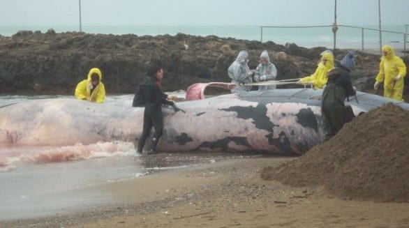 Moria di cetacei nel Tirreno: si teme un'epidemia di morbillo - - BioNotizie.com