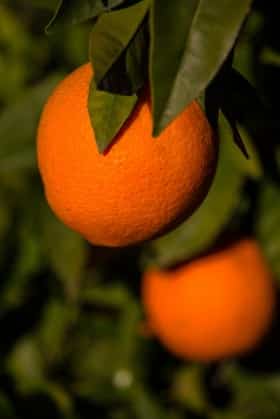 sideremia arance