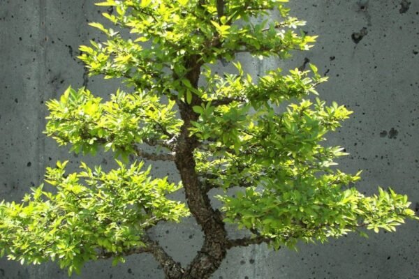 Che cosa sono i bonsai? - bonsai - BioNotizie.com Che cosa sono i bonsai? - bonsai - BioNotizie.com