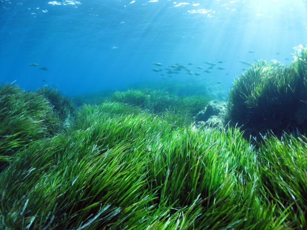 posidonia-oceanica