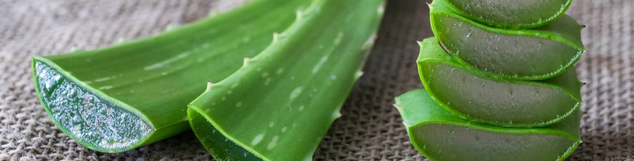 Aloe vera - Pianta grassa perenne - Cactus