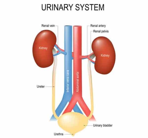 sistema-urinario